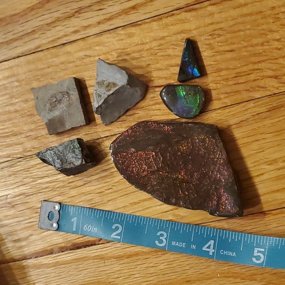 Vintage Other - Ammolite fossil lot